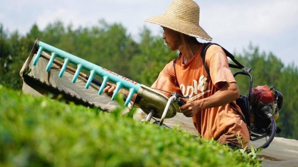 股涨柜 鹤峰：秋茶加工产销旺 茶农采收增收忙